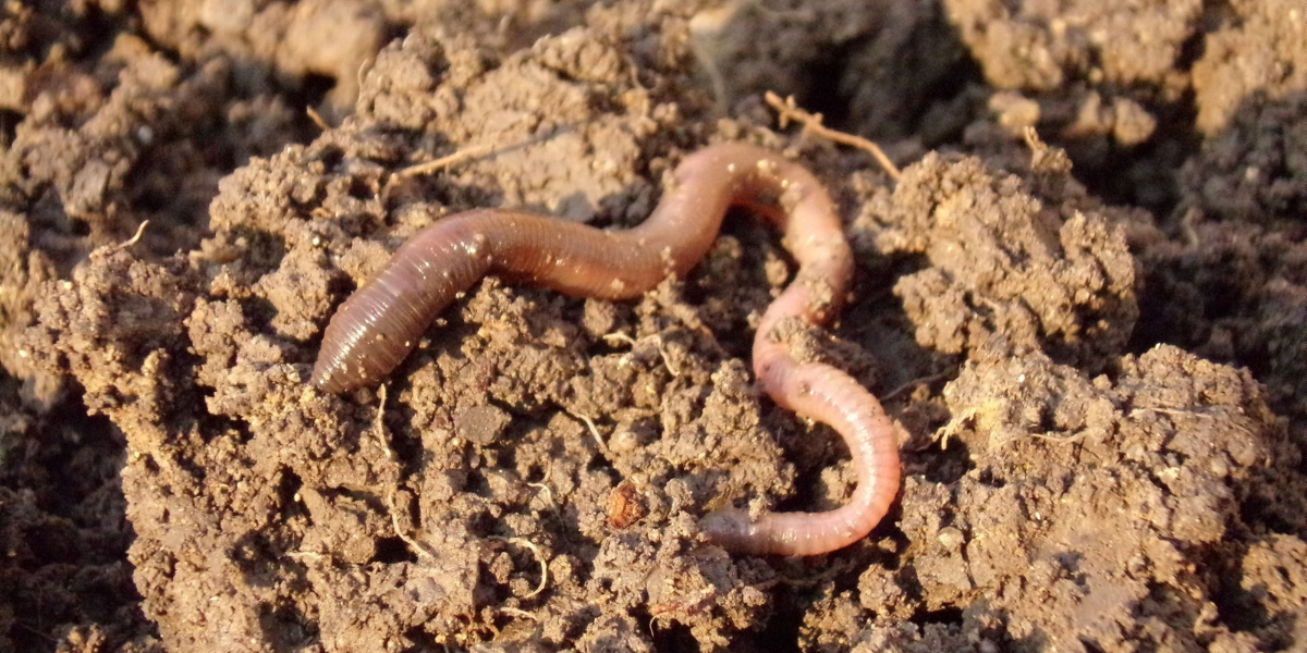 worm in soil